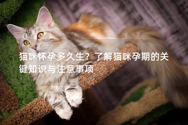 貓咪懷孕多久生？了解貓咪孕期的關鍵知識與注意事項